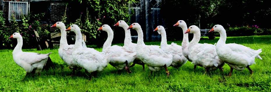 Gänse auf dem Hof