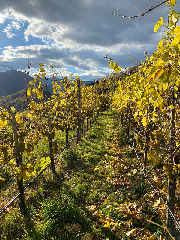 Goldener Herbst bei Jaegers FreineKost