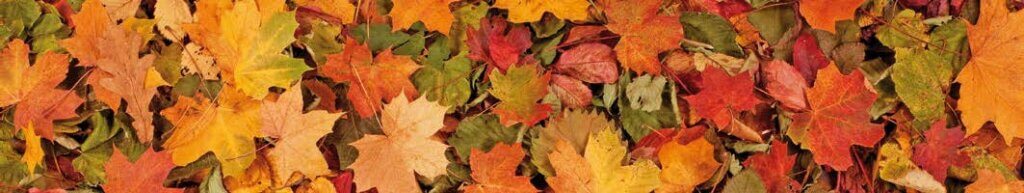 Herbstblätter