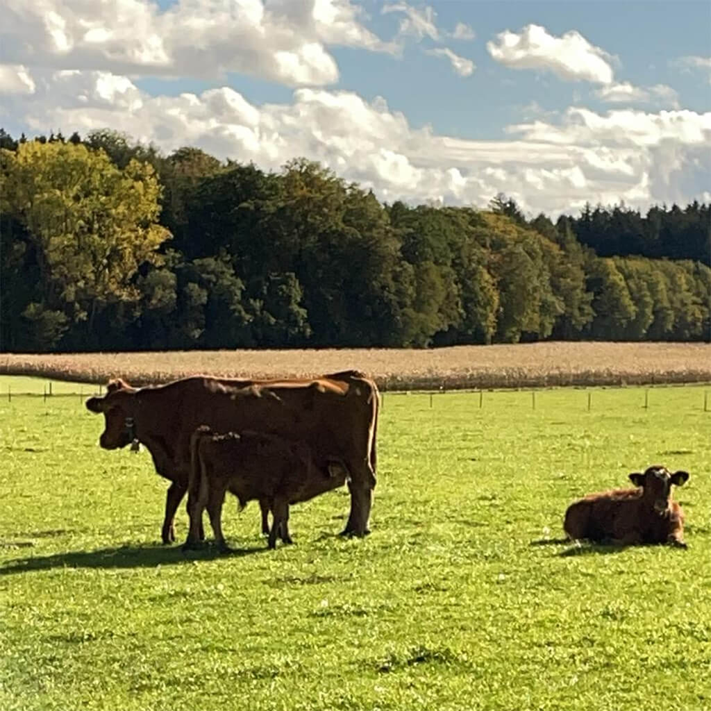 Oktobernewsletter: Herbstgrillen